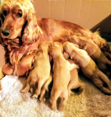 Urocze szczenięta rasy Cocker spaniel 5