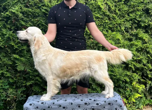 Pieski i Suczki | 10tyg. | ZKwP/FCI | 5