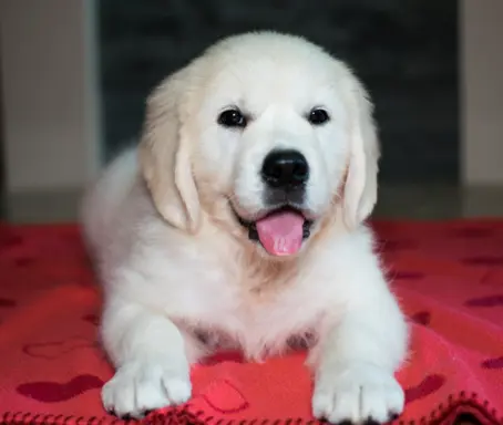 Pieski i Suczki | 10tyg. | ZKwP/FCI | 1