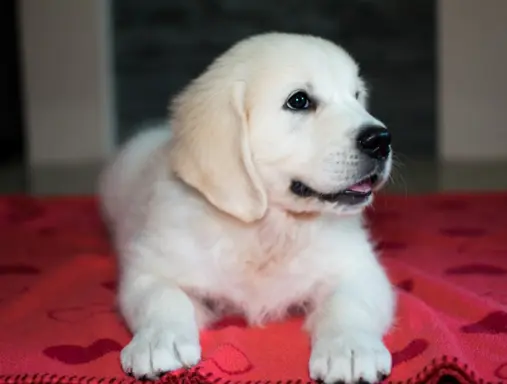 Pieski i Suczki | 10tyg. | ZKwP/FCI | 2