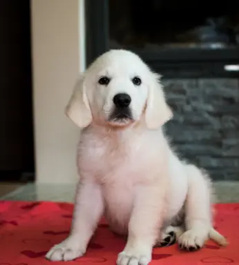 Pieski i Suczki | 10tyg. | ZKwP/FCI | 3