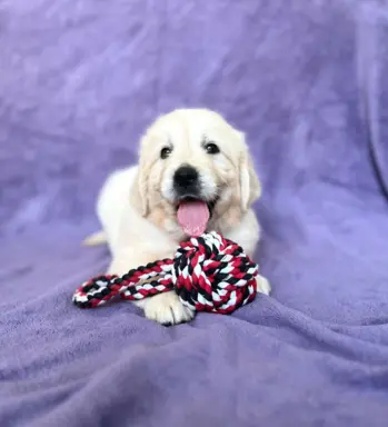 Pieski i Suczki | 10tyg. | ZKwP/FCI | 4