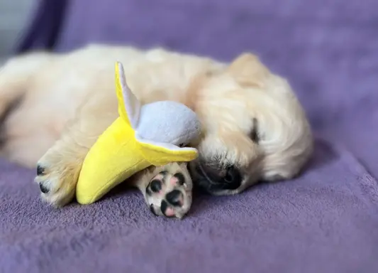 Pieski i Suczki | 10tyg. | ZKwP/FCI | 6