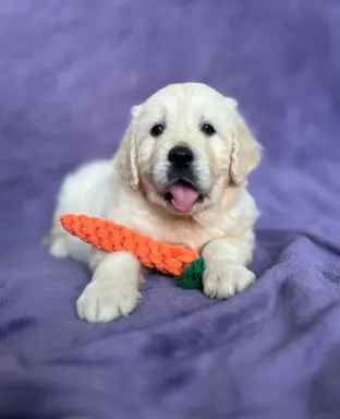 Pieski i Suczki | 10tyg. | ZKwP/FCI | 7