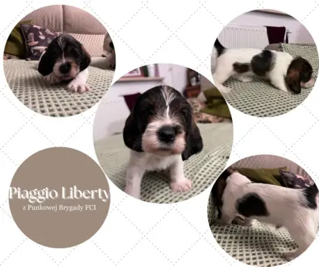 PBGV Petit basset griffon vendeen 1