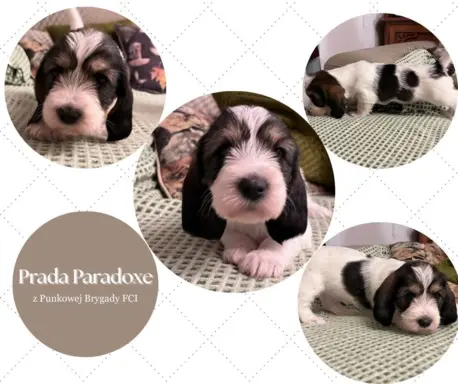 PBGV Petit basset griffon vendeen 3