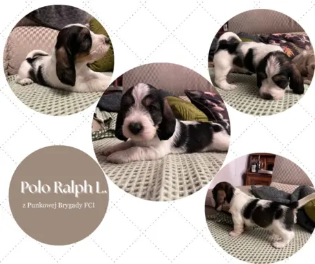 PBGV Petit basset griffon vendeen 4