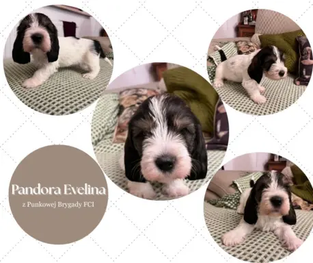 PBGV Petit basset griffon vendeen 2