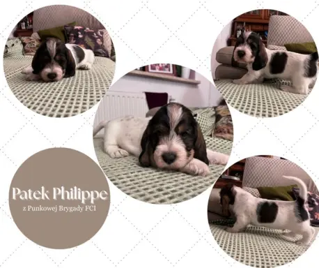 PBGV Petit basset griffon vendeen 5