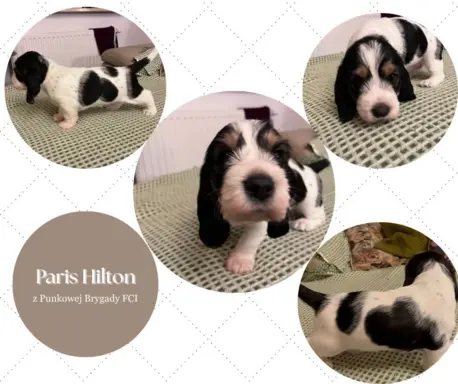 PBGV Petit basset griffon vendeen 6