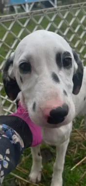 Dalmatyńczyk Szczeniak OKAZJA !!! 5