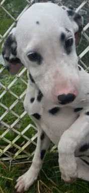 Dalmatyńczyk Szczeniak OKAZJA !!! 6