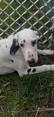 Dalmatyńczyk Szczeniak OKAZJA !!! 7