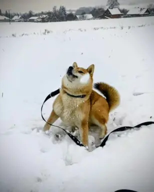 Cztery, czerwone Shiby, trzy pieski i suczka 7