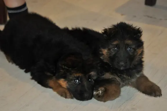 Owczarek Niemiecki Długowłosy- szczenięta FCI 2