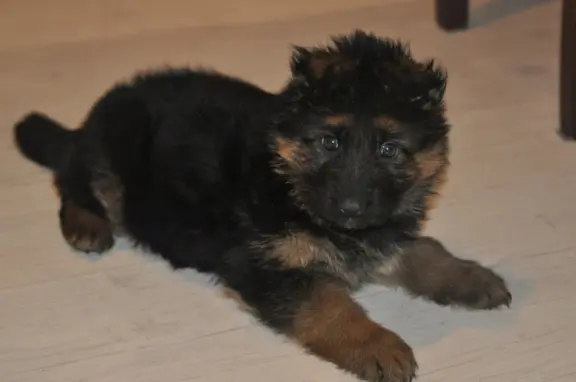 Owczarek Niemiecki Długowłosy- szczenięta FCI 3