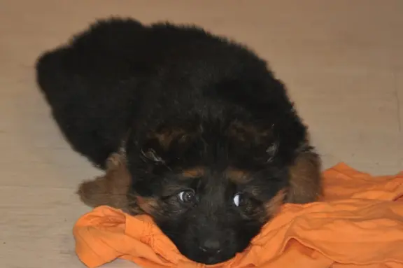 Owczarek Niemiecki Długowłosy- szczenięta FCI 5