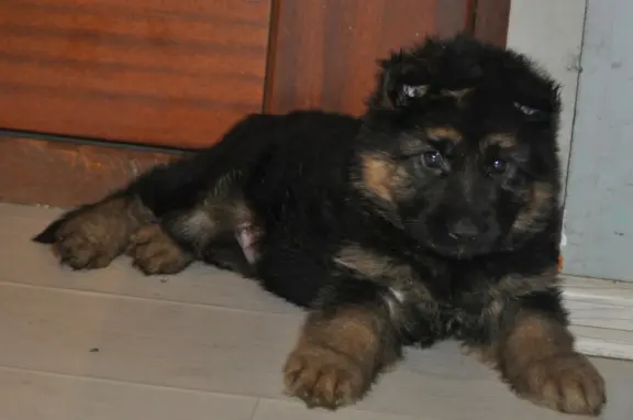 Owczarek Niemiecki Długowłosy- szczenięta FCI 1