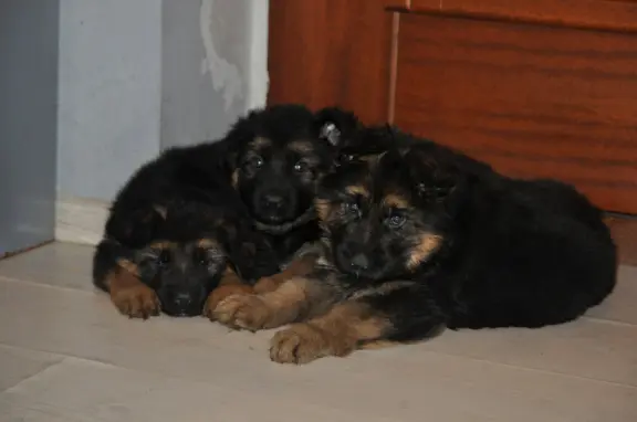 Owczarek Niemiecki Długowłosy- szczenięta FCI 6