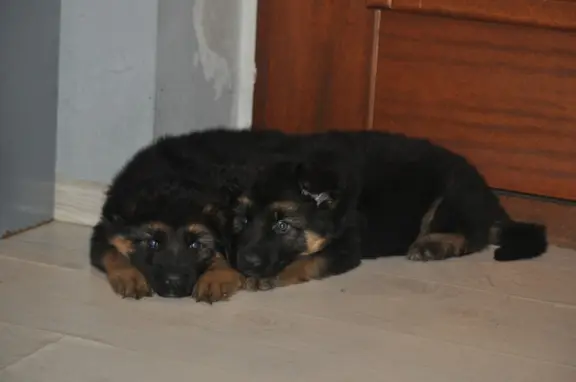 Owczarek Niemiecki Długowłosy- szczenięta FCI 4