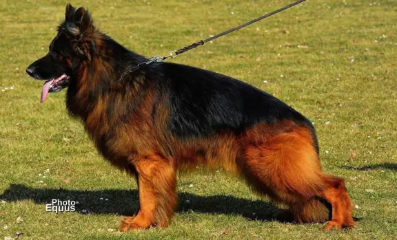 Owczarek Niemiecki Długowłosy- szczenięta FCI 7