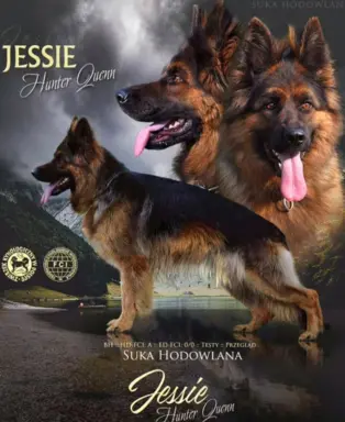 Owczarek Niemiecki Długowłosy- szczenięta FCI 8