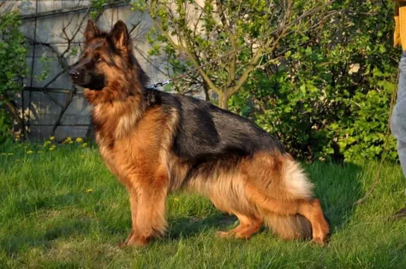 Owczarek Niemiecki Długowłosy- szczenięta FCI 9