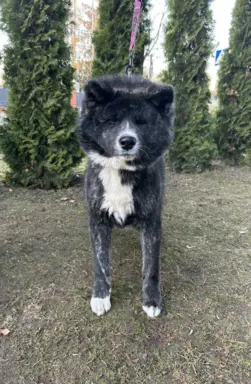 Akita - pręgowane szczenię na sprzedaż ZKWP / FCI 2