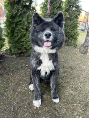 Akita - pręgowane szczenię na sprzedaż ZKWP / FCI 3