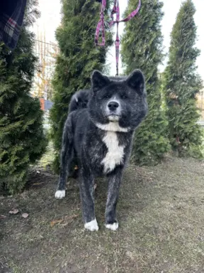 Akita - pręgowane szczenię na sprzedaż ZKWP / FCI 4