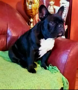 Buldog Francuski – piękne szczenięta 2