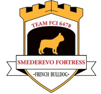 Buldog Francuski – piękne szczenięta 3