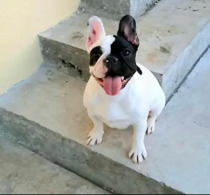 Buldog Francuski – piękne szczenięta 4