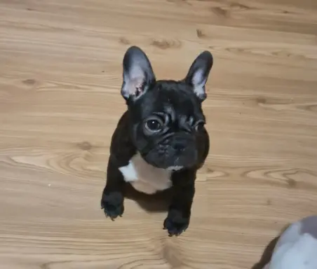 Buldog Francuski – piękne szczenięta 6