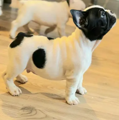 Buldog Francuski – piękne szczenięta 7