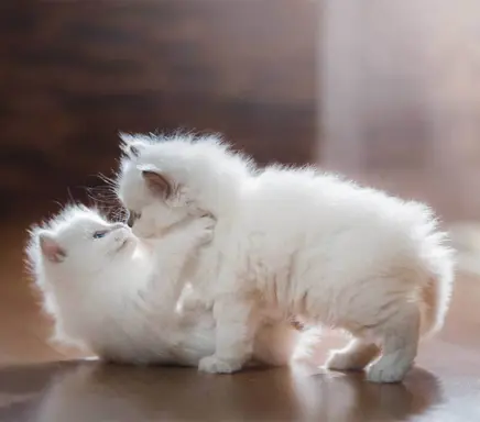 Przecudne kocięta Ragdoll po utytułowanych rodzicach 1