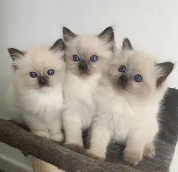 Przecudne kocięta Ragdoll po utytułowanych rodzicach 2