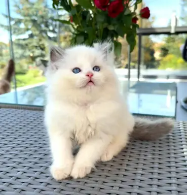 Przecudne kocięta Ragdoll po utytułowanych rodzicach 3