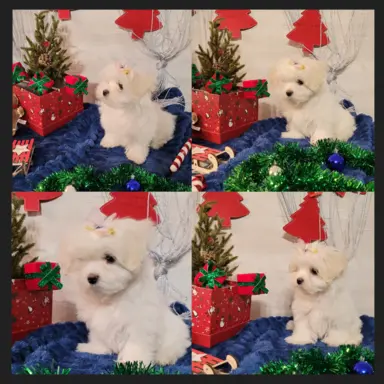 Suczka Maltańczyk fci Zkwp 2