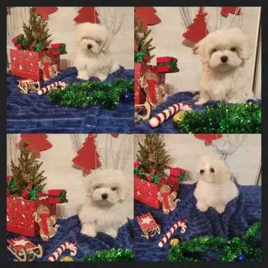 Chłopczyk Maltańczyk ZkwP fci 1