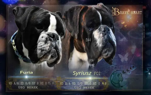 Piękne szczenięta bokser 8