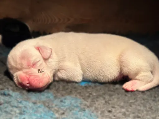 Piękne szczenięta bokser 2