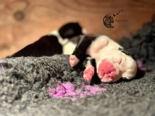 Piękne szczenięta bokser 3