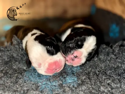 Piękne szczenięta bokser 4