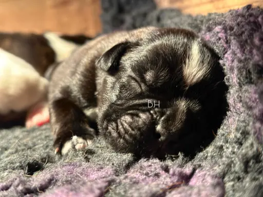 Piękne szczenięta bokser 5