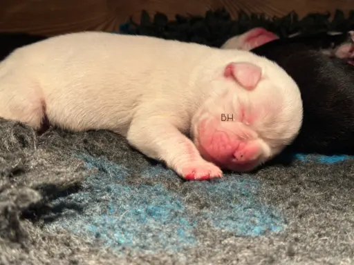 Piękne szczenięta bokser 6