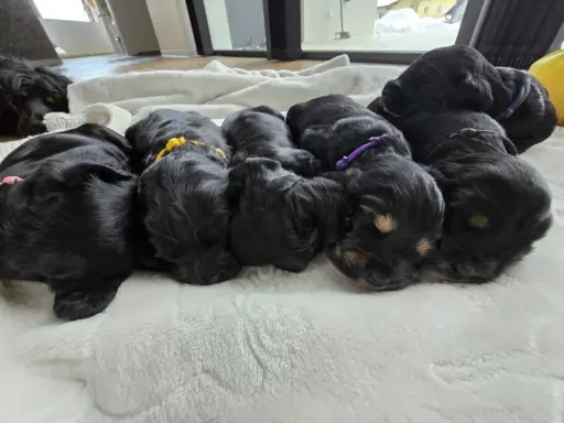 Cocker Spaniel Angielski 2