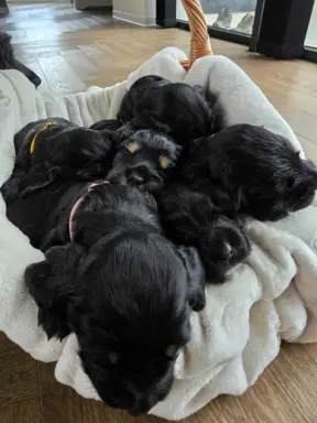 Cocker Spaniel Angielski 3