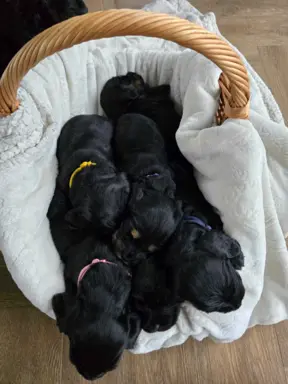 Cocker Spaniel Angielski 4