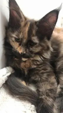 Kotka Aria szuka swojego domku 1